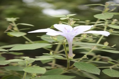 Barleria tomentosa